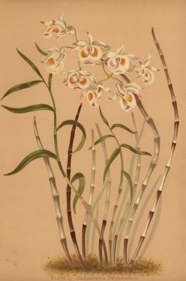 石斛兰属兰花，Dendrobium devonianum | 不明